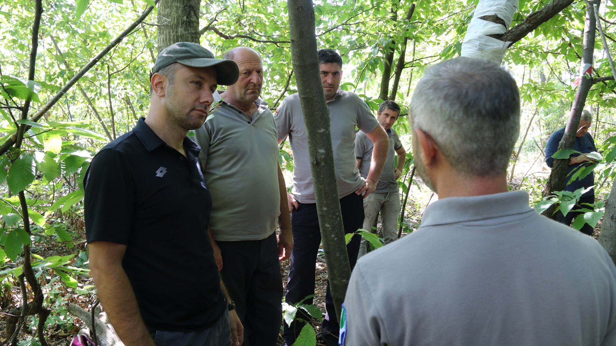 Monitoring of diseased chestnut groves in Zestaponi