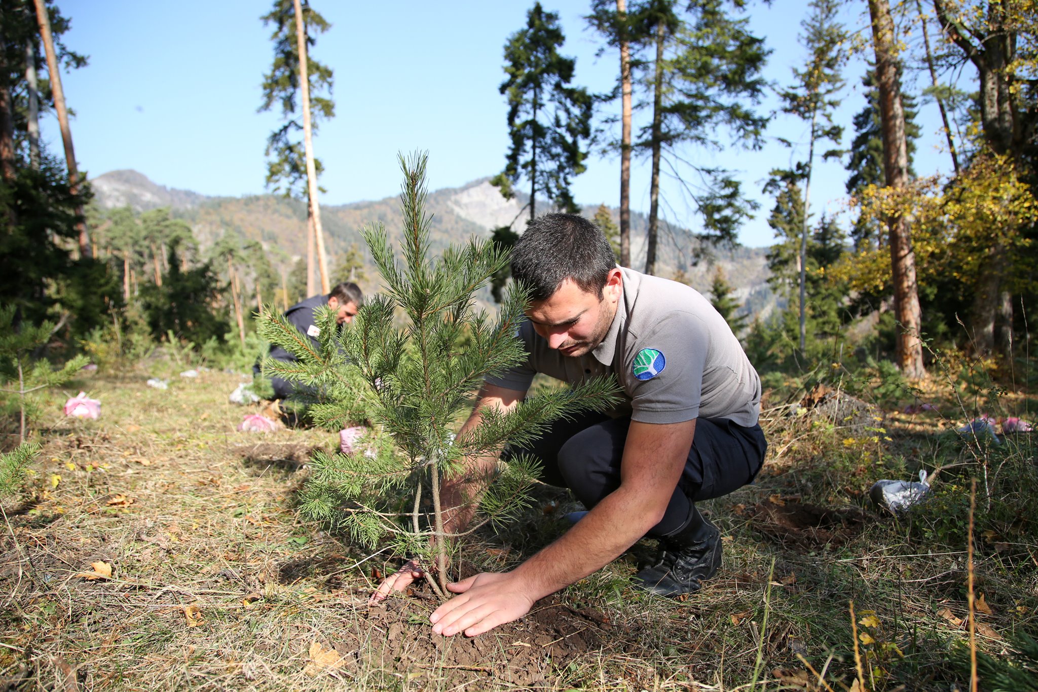 The forest restoration project in Borjomi is ongoing