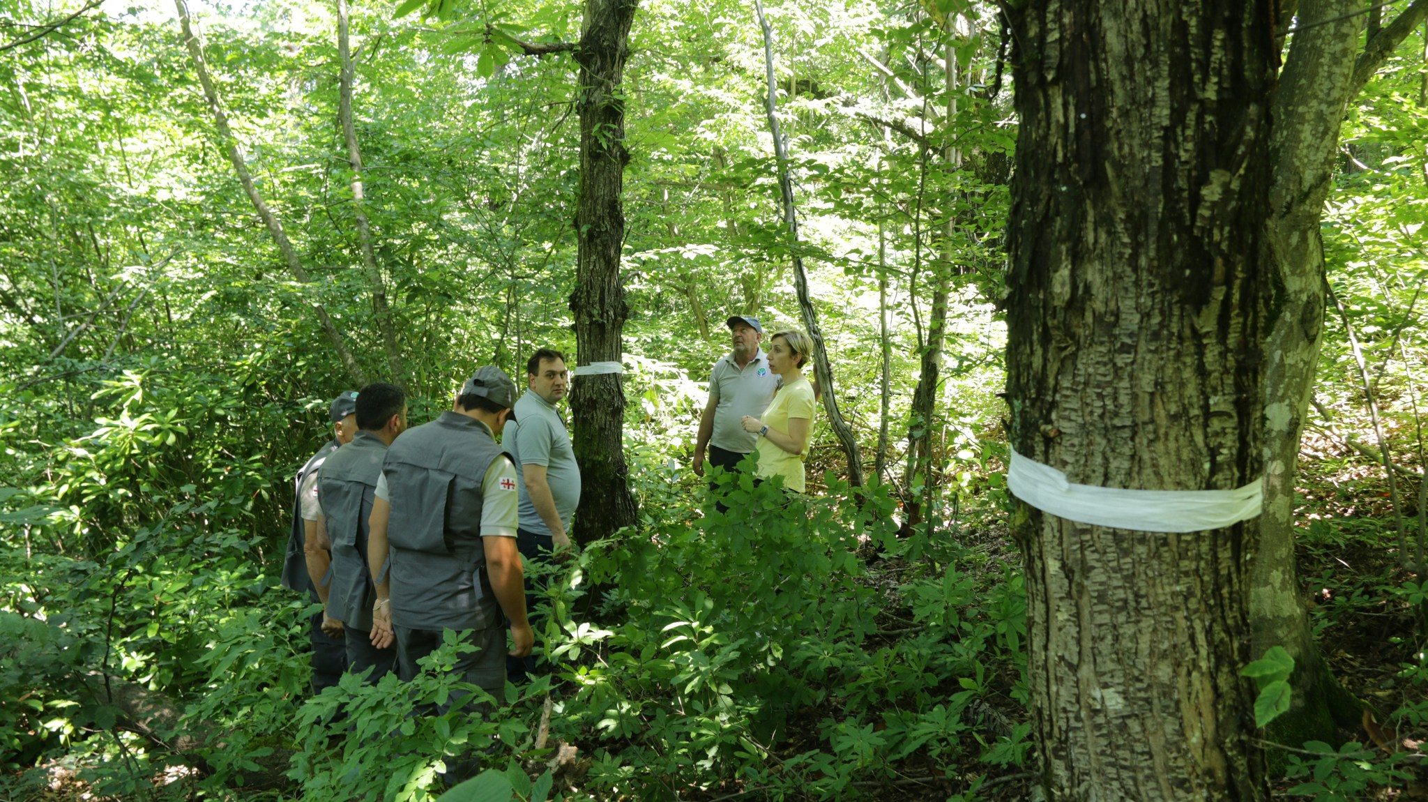 Monitoring of fungal disease in Zestafon chestnut