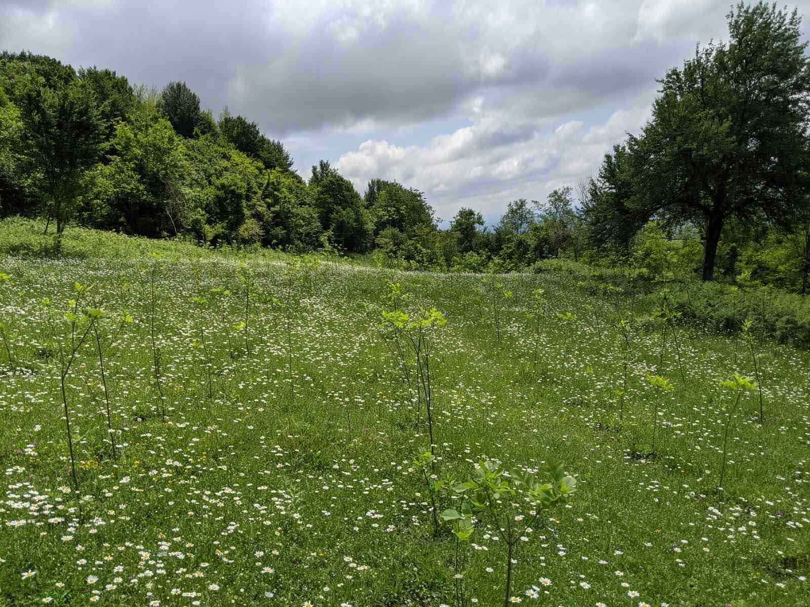 Reforestation project in Khobi municipality