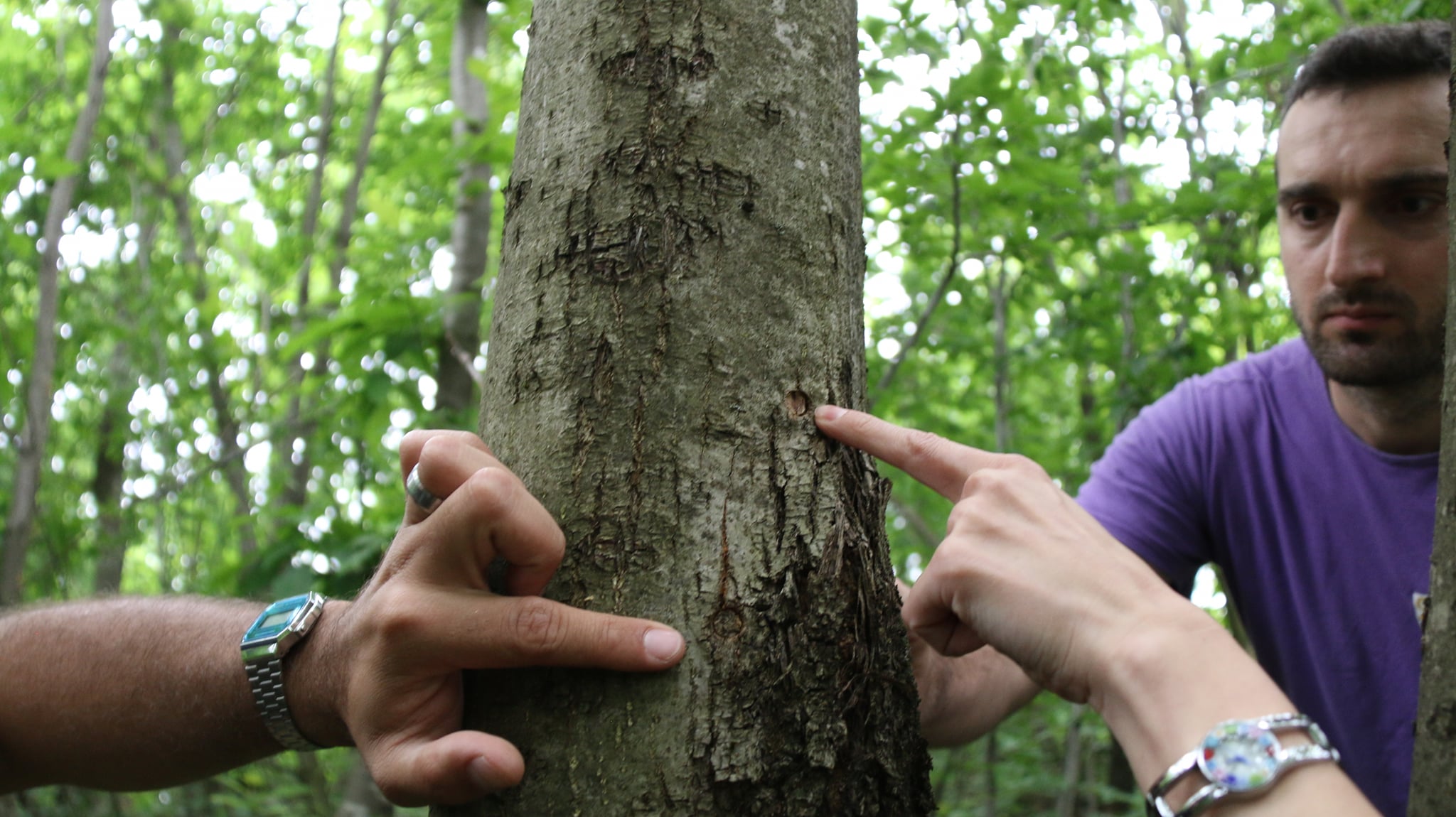 Intermediate monitoring of chestnut groves in Zestaphoni