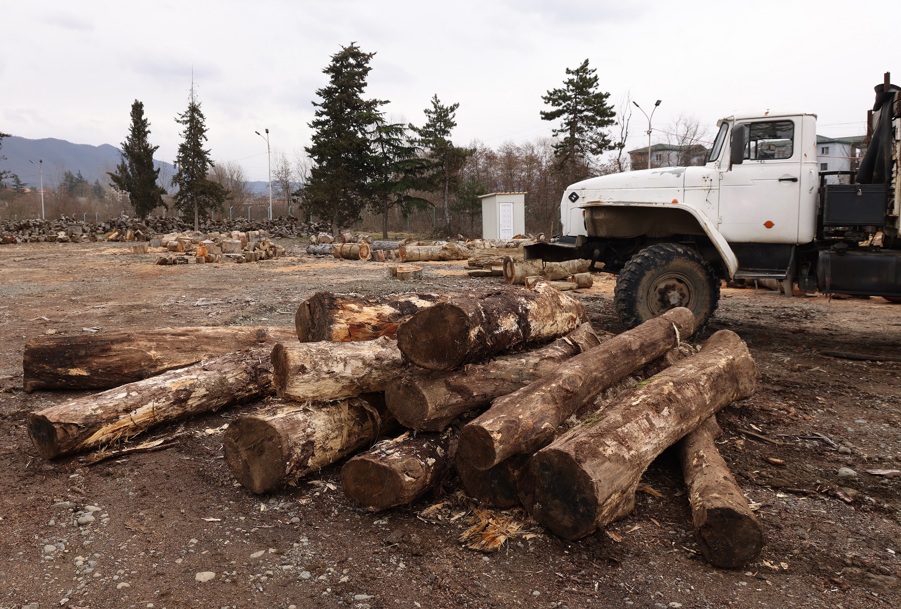 Illegal logging of red-listed timber in Sachkhere