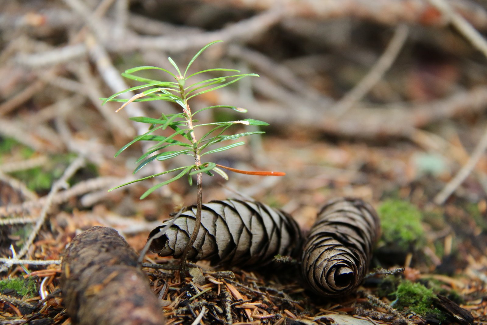 Octjber 22 is International Tree Planting Day