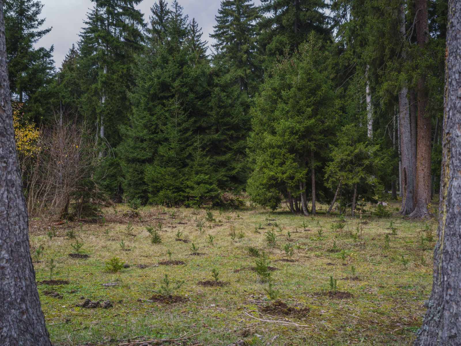 Forest restoration project on the territory of Borjomi plateau is going on