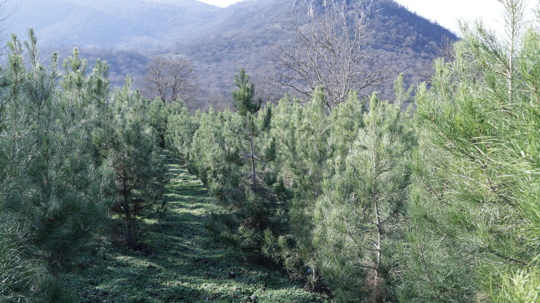 Forest restoration project in Kvemo Kartli