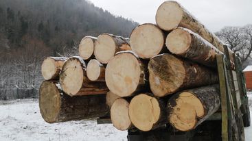 Employees of the Forestry Service revealed the fact of timber illegal logging and transportation
