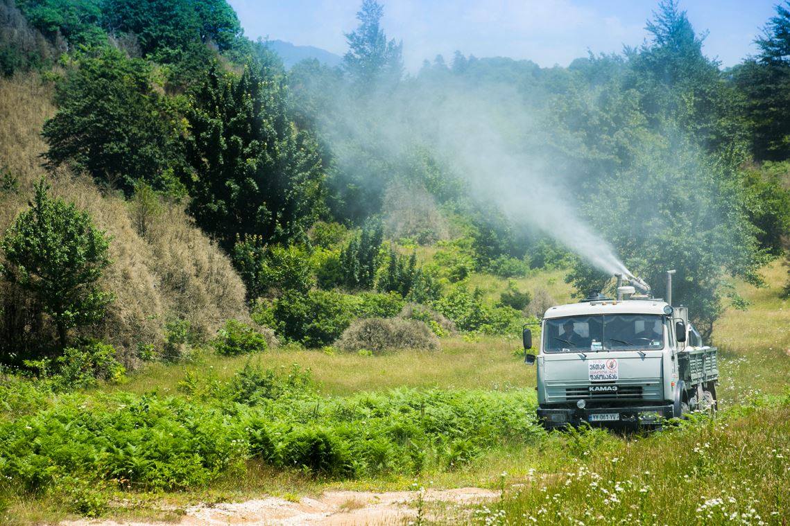 Treating Buxus Colchica with pesticides in the village of Mukhura