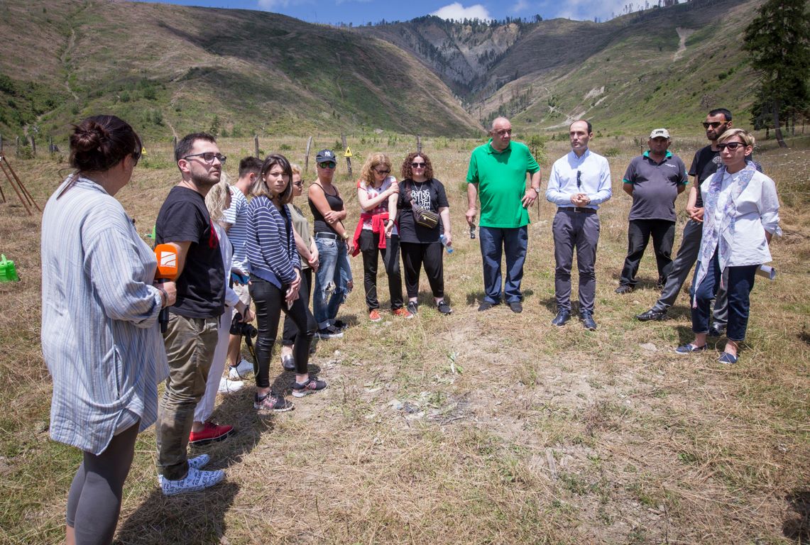 Reforestation of burned out territories in Borjomi