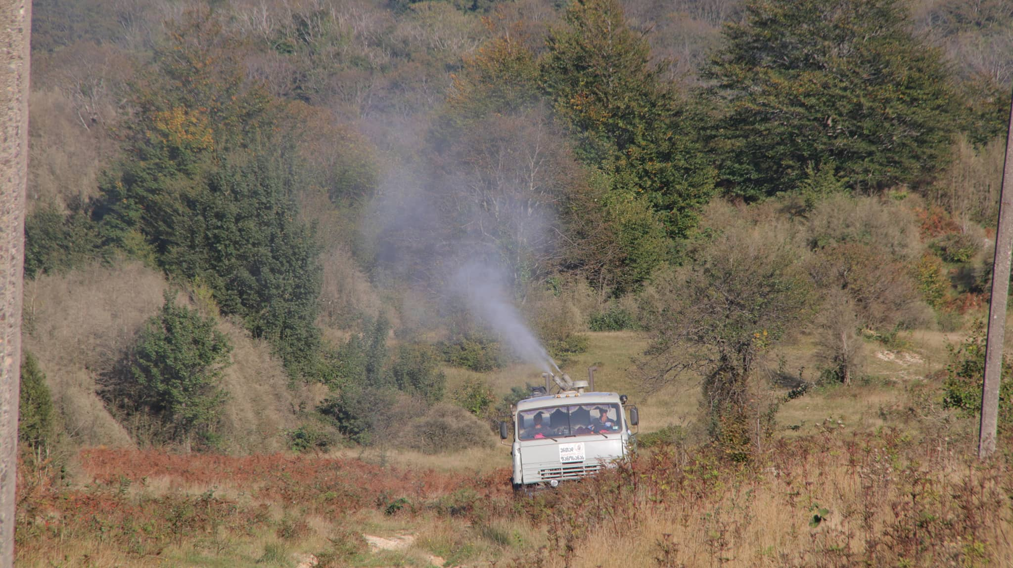 The third phase of treating Buxus Colchica with pesticides has finished