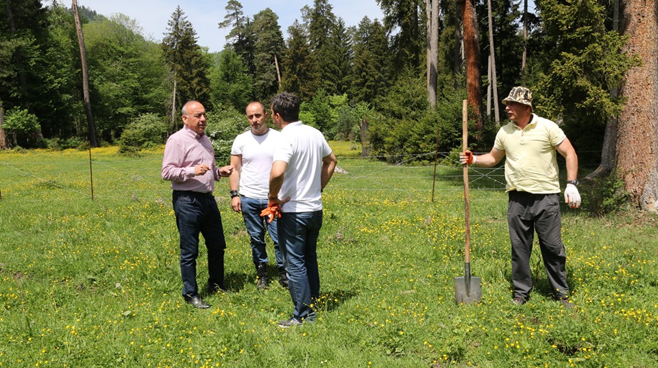 The company British American Tobacco planted trees in the territory of Borjomi plateau