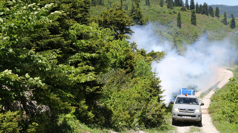 Box tree treatment in Nakerala gorge