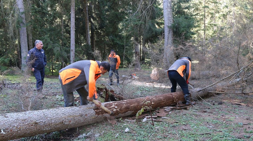 Reforestation project of burned out territory in Daba Tsagveri