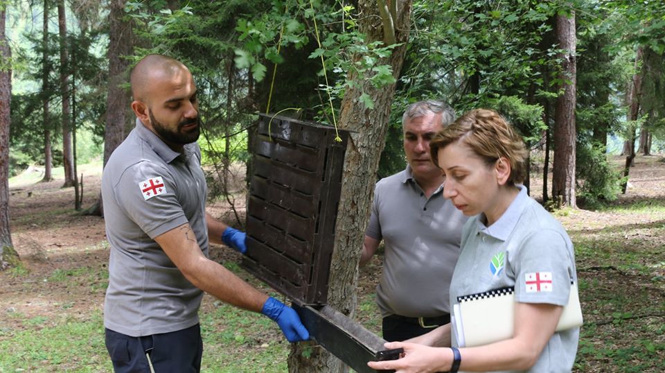 Pheromone traps were placed in Samtskhe-Javakheti forests