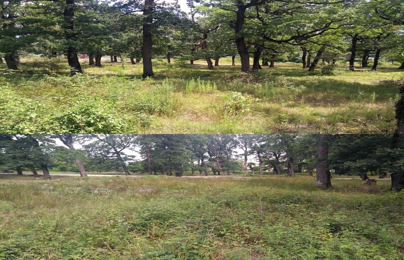Forest natural restoration support in Tskhunkuri forest, Khoni-Tskaltubo forest district, Imereti Forestry Service