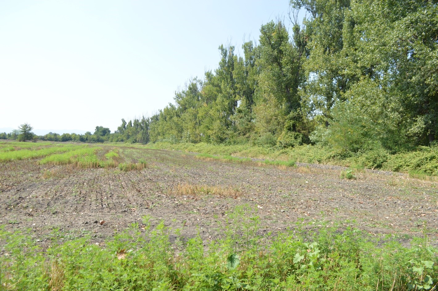 Project of arrangement of Acacia temporary nursery and plantation of fast growing plants (acacia) in Alazani forestry 