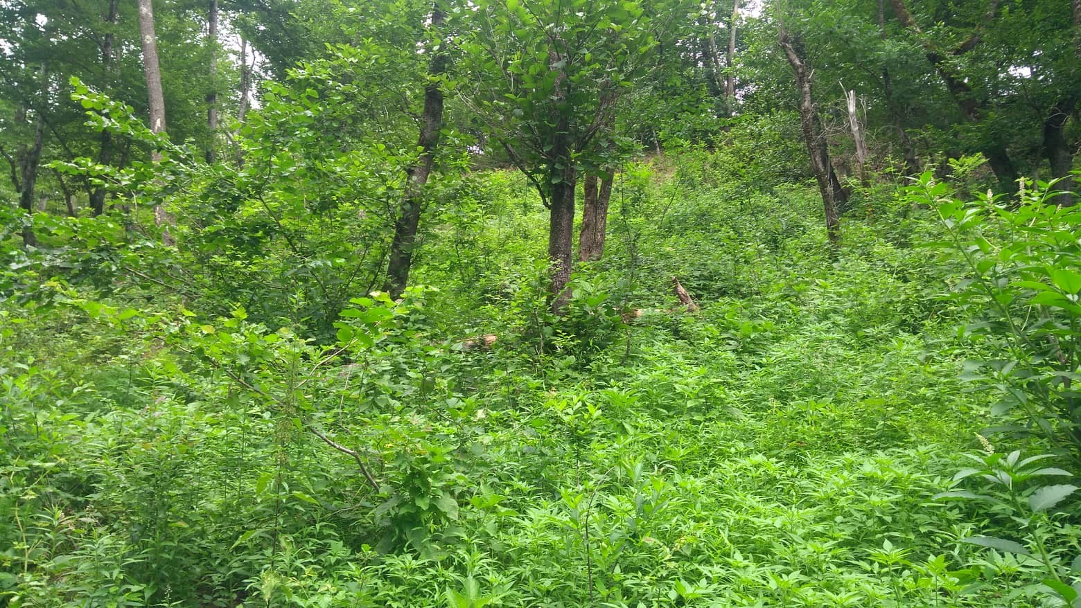 Forest natural renovation (with planting) project in Racha-Lechkhumi Kvemo Svaneti Tsageri forest district, Zubi forestry on the territory of 7.9 ha