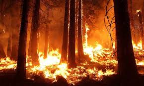 Forest fires on the territory of forest fund according the years