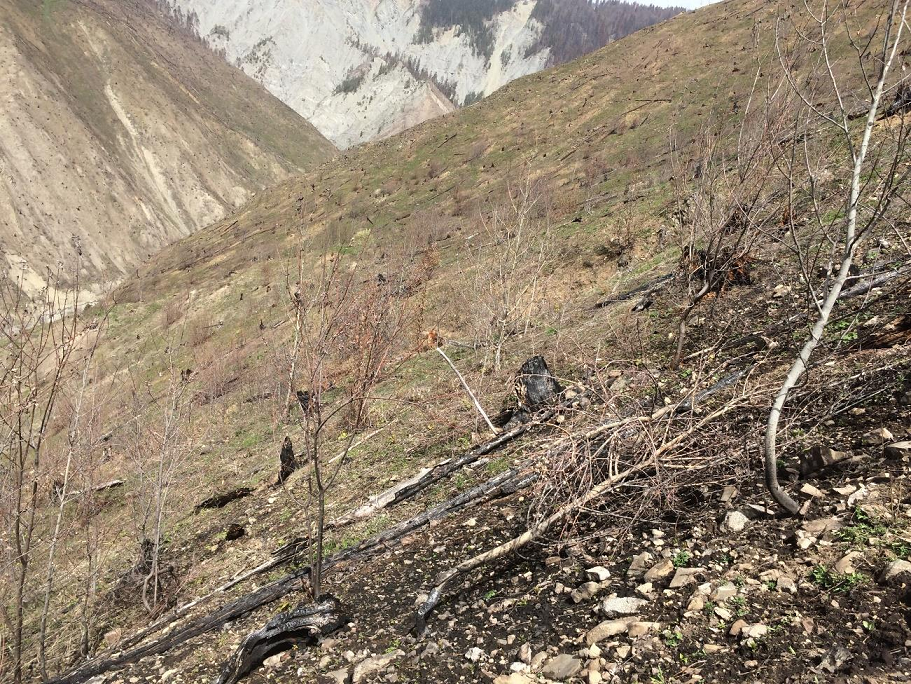 Reforestation of burned out in 2008-2017 territories of Samtskhe-Javakheti region (Borjomi-Bakuriani forest district)