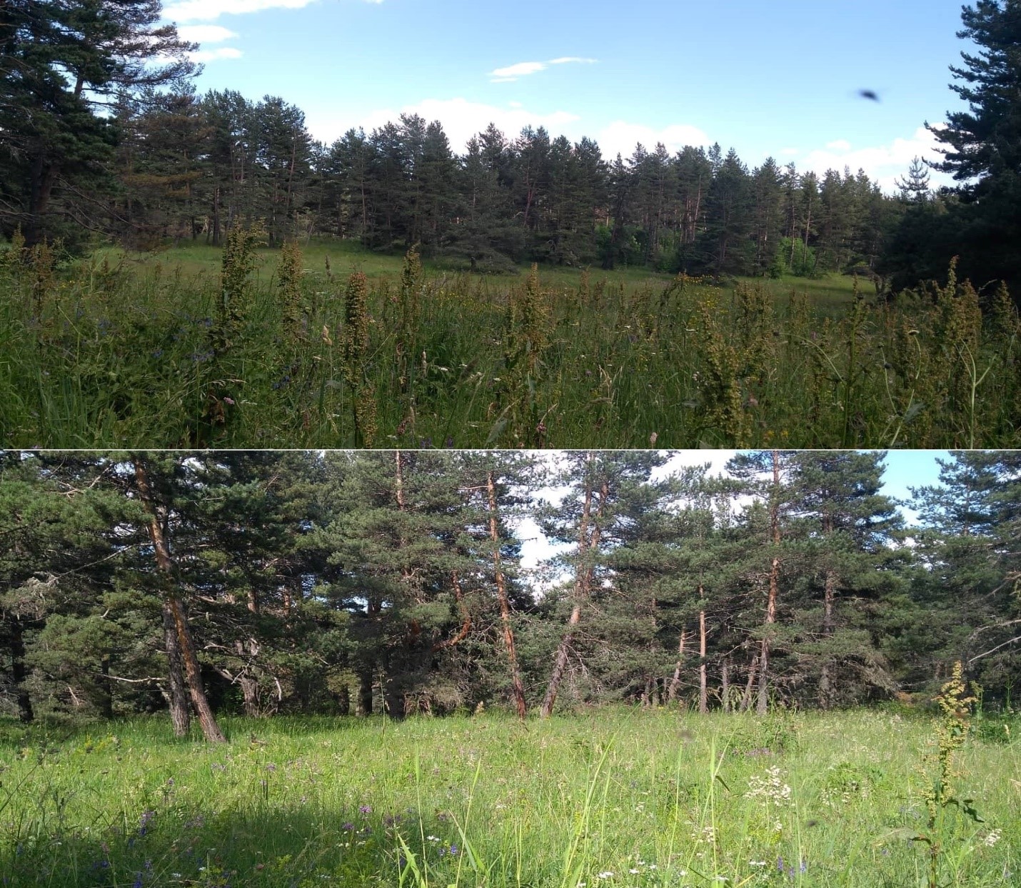 Reforestation project of Zedaveli forest Aspindza-Akhalkalaki forest district 