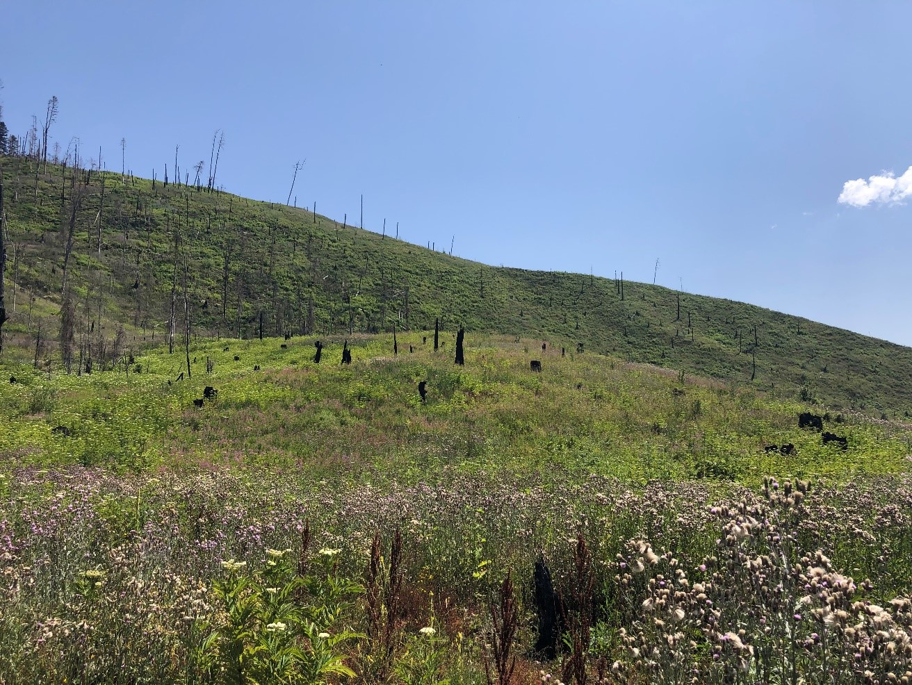 Charkhistskali forest restoration project, Borjomi forest district 