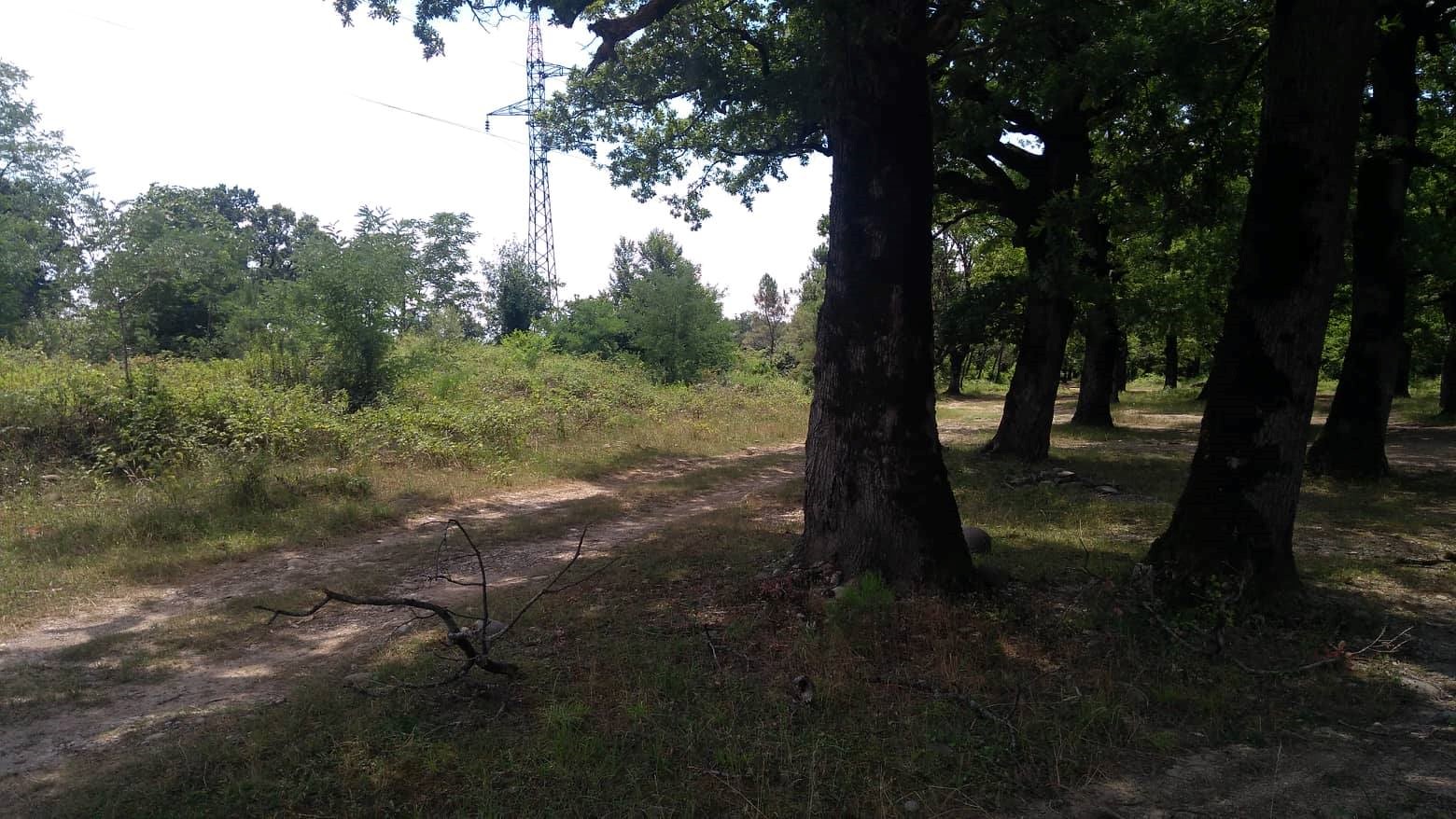 Forest natural restoration support in Tskhunkuri forest, Khoni-Tskaltubo forest district, Imereti Forestry Service