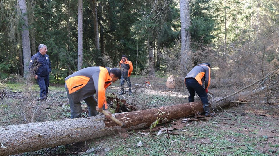 Sanitary cutting on Borjomi Plateau 