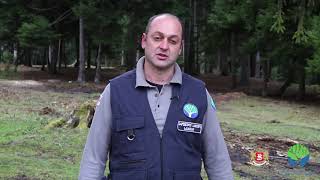Be a forester - Mamuka Silagadze