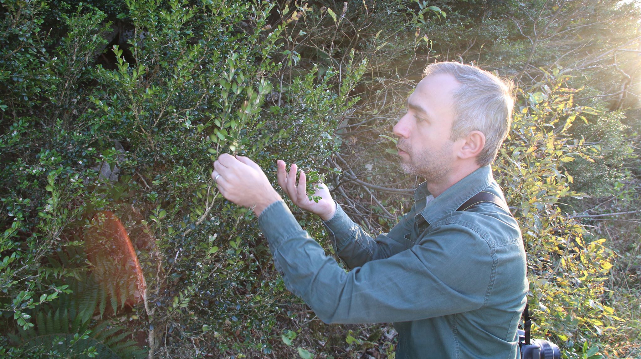 Meet the Forester - Giorgi Mamadashvili, Forester-Entomologist