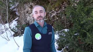 Listen to the forester: Giorgi Mamadashvili about the groves of the Colchian boxwood