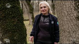 Forester of Imereti Forest Service - Marina Mepharidze