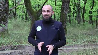 Giorgi Berechikidze about importance of sanitary cuttings in Oakwood groves