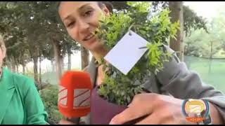 Grow up your own boxwood: Natia Iordanishvili in TV Show "Good morning Georgia!"