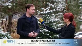 David Damenia, the Head of Legal department in TV Show Imedi Morning about National Forestry Agency's campaign "Don't cut fir tree!"