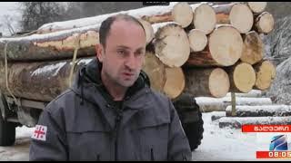 Employees of the Forestry Service revealed the fact of timber illegal logging and transportation