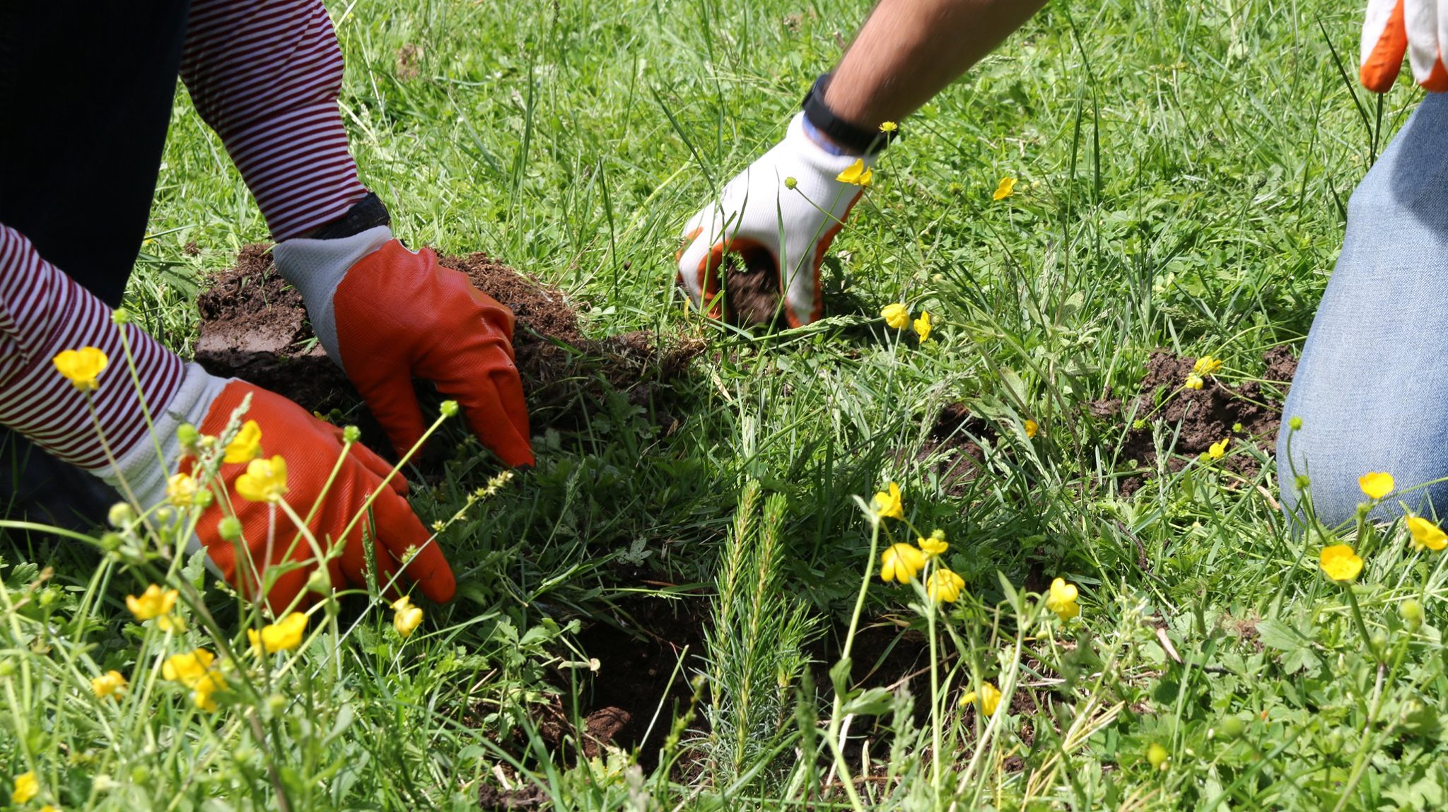 The company British American Tobacco planted trees in the territory of Borjomi plateau