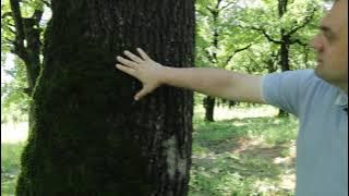 #theforestertells: Forester Giorgi Khabeishvili, about pests and diseases in Mukhnari, Kutaisi