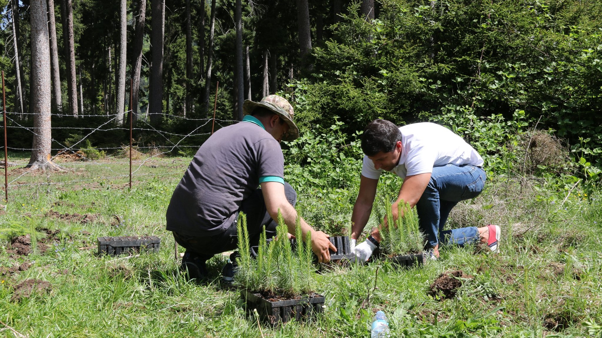 Reforestation works on burned out in 2008 and 2017 territories are going on