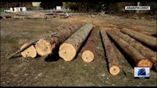 Timber illegal harvesting in Racha-Lechkhum-Kvemo Svaneti
