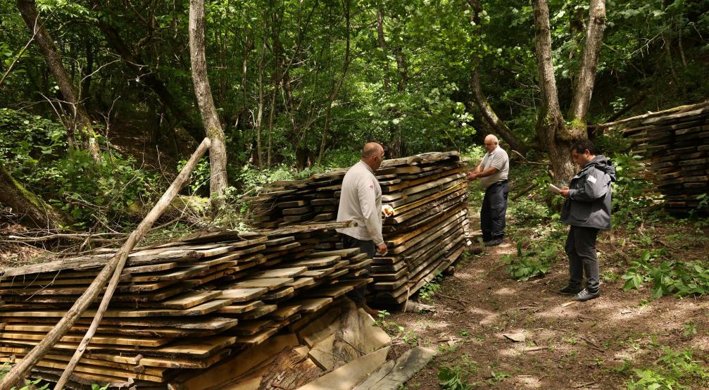 illegal sawmill in imereti