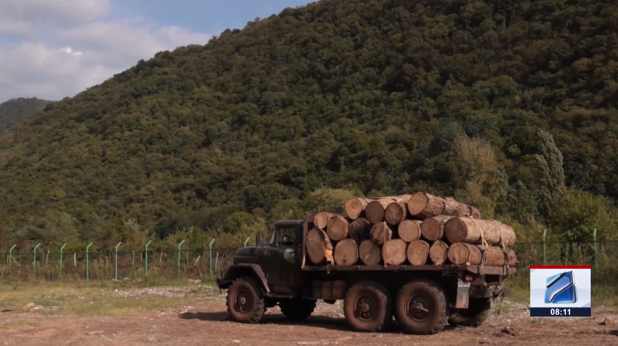 2024 statistics of timber illegal logging and transportation