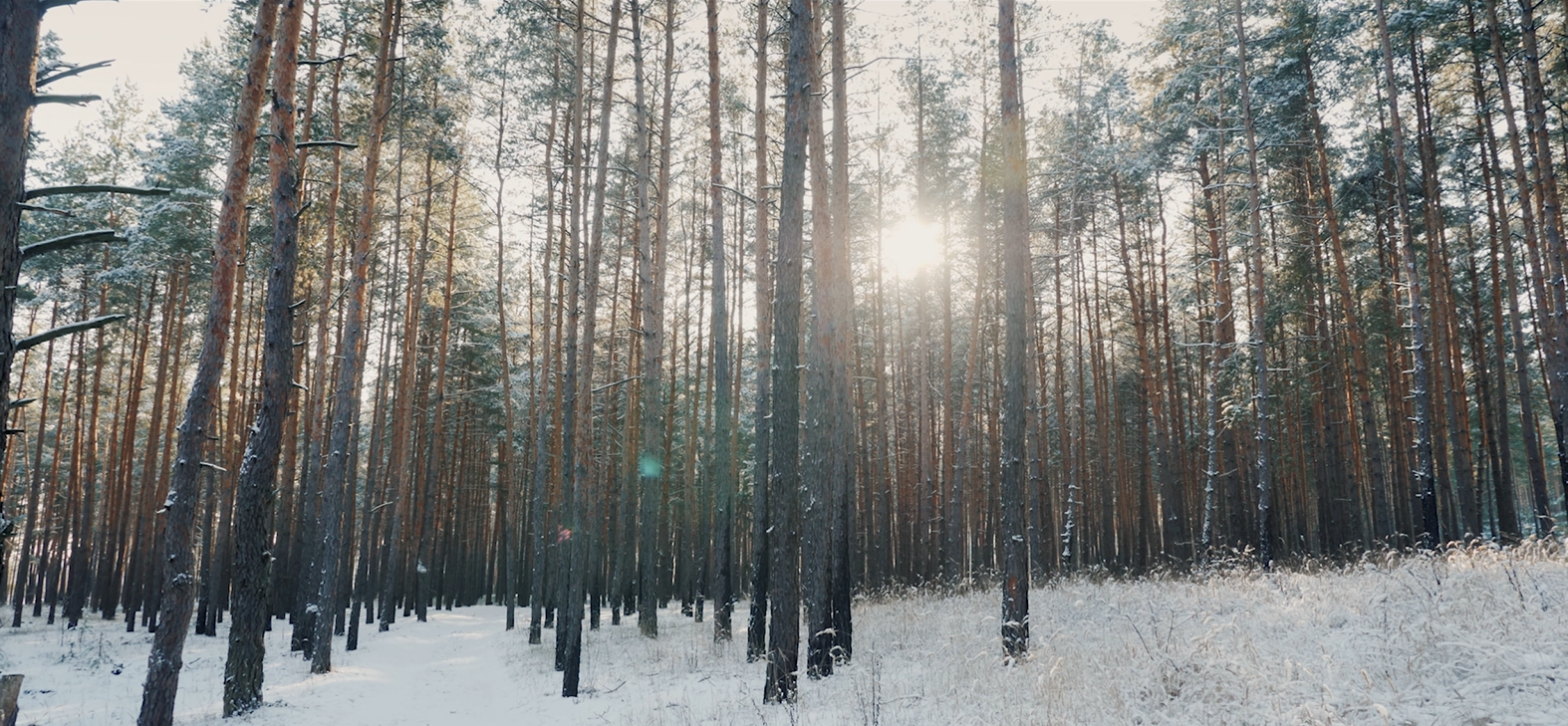 Habitat Services - Know Why Georgian Forests Are Unique