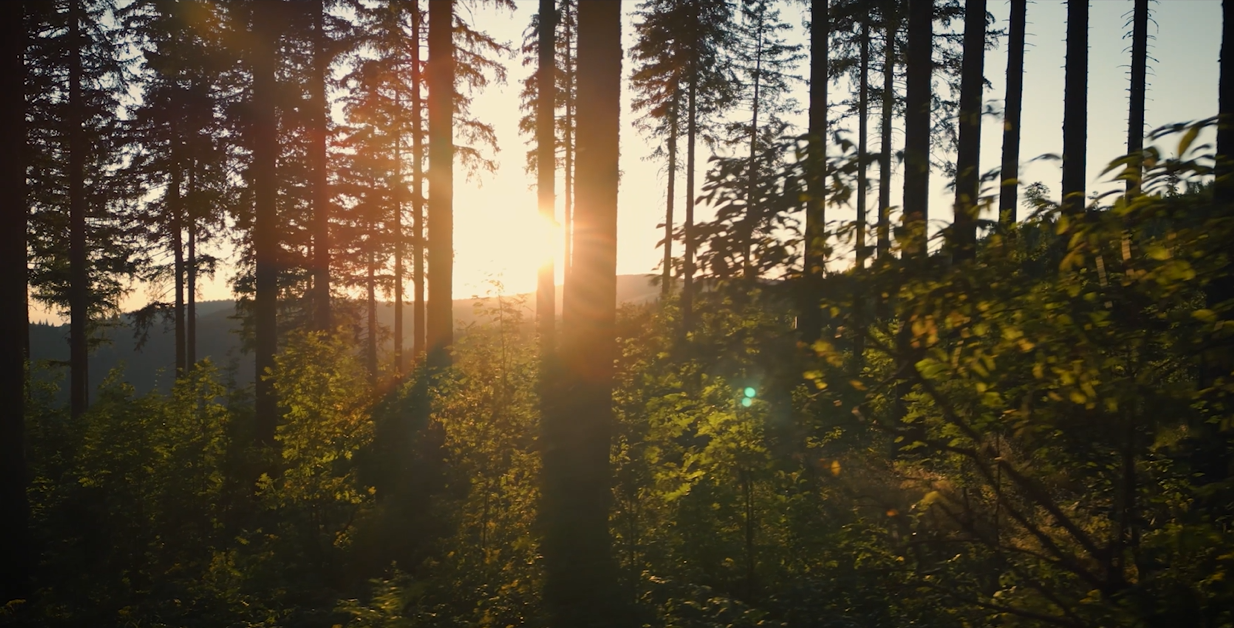 Special use of forest - Know why Georgian forests are unique