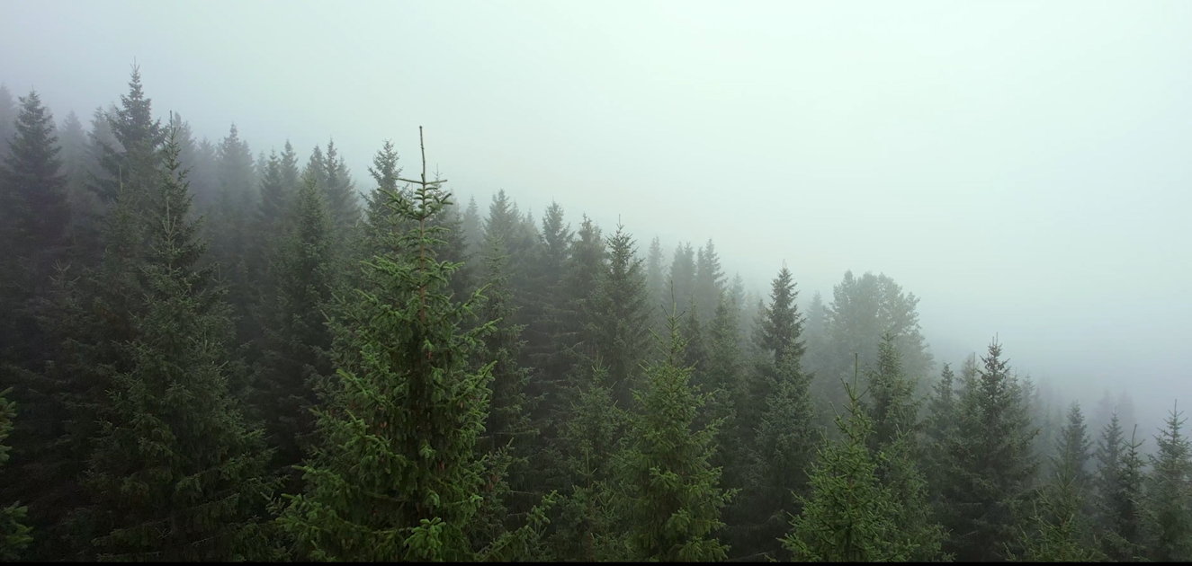 Utilization of non-timber resources - know why Georgian forests are unique