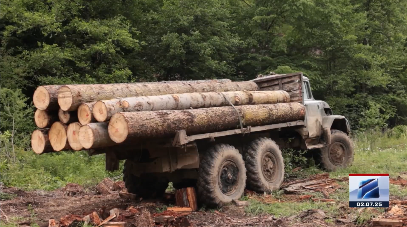 Illegal logging in Bakuriani has been revealed
