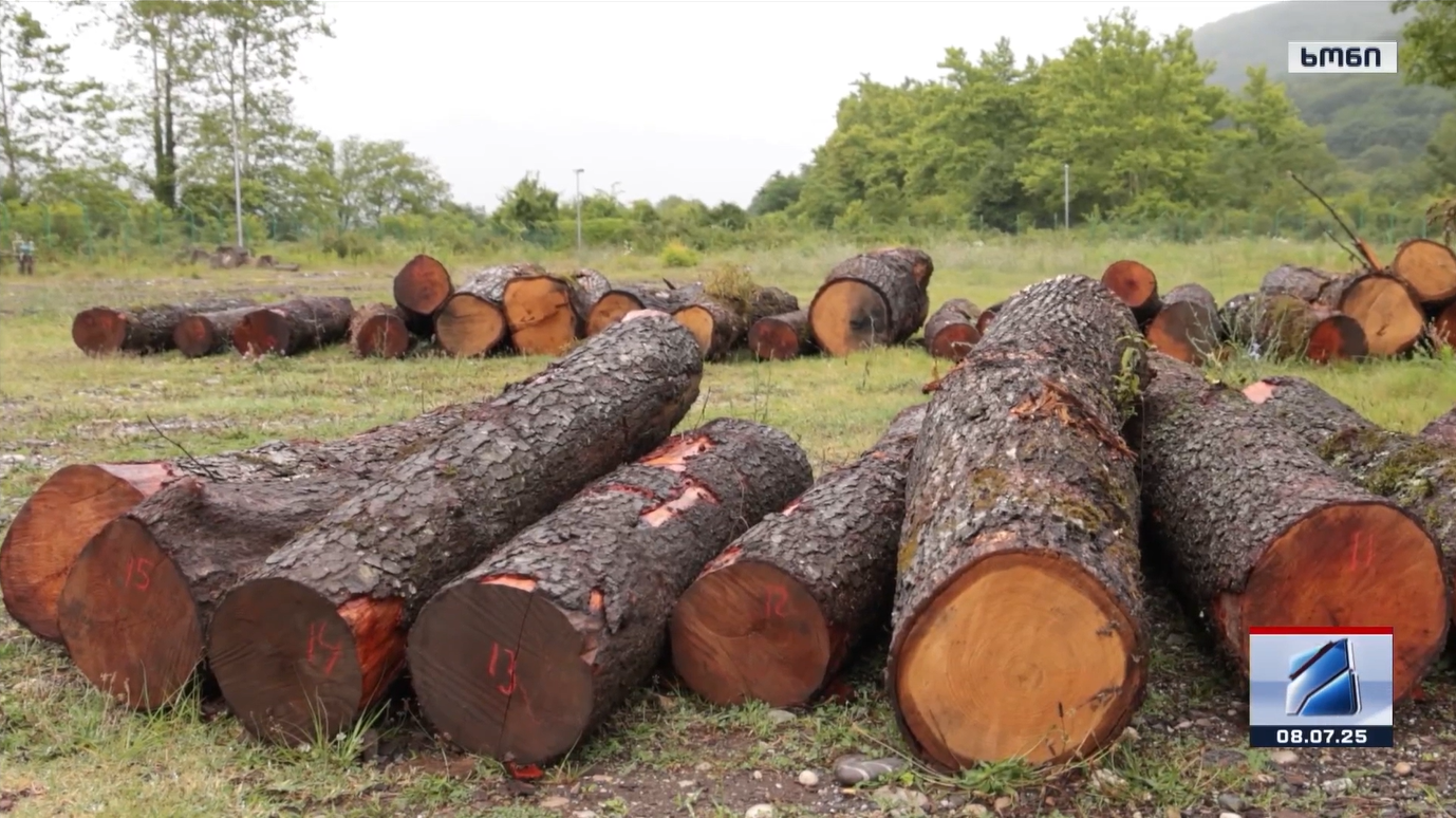 Two cases of illegal logging in the Khoni municipality