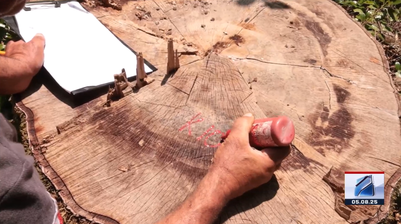 Illegal Logging Detected in Racha-Lechkhumi and Kvemo Svaneti