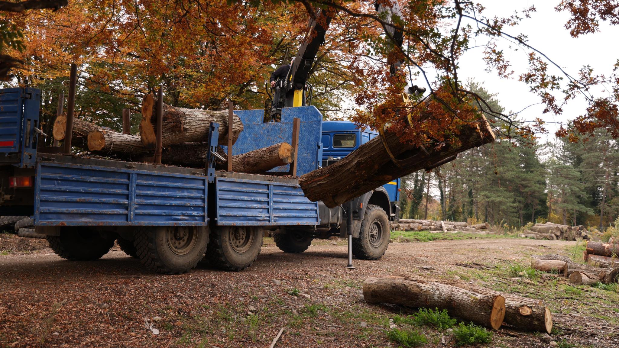 An incident of illegal cutting of red-listed chestnut species in Imereti
