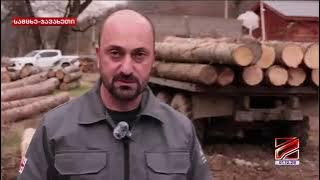 Illegal logging and transportation of timber detected in Bakuriani-Tsaghveri forest district
