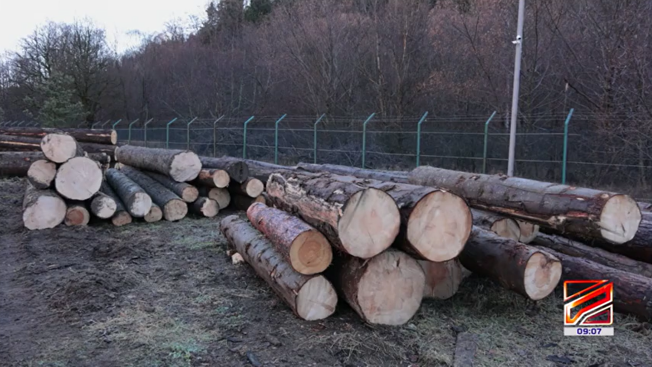 Employees of the forestry service detected two cases of legal violations