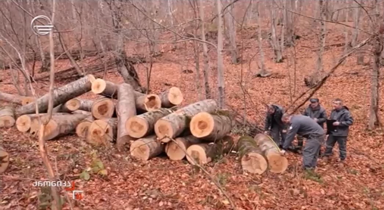 Illegal sawmill and construction timber in Akhmeta